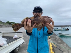 チャイロマルハタの釣果