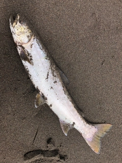 アメマスの釣果