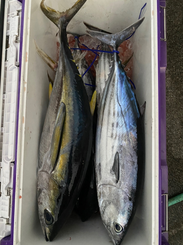 キハダマグロの釣果