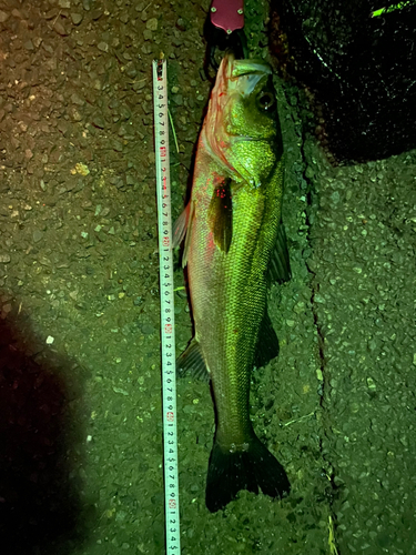 シーバスの釣果