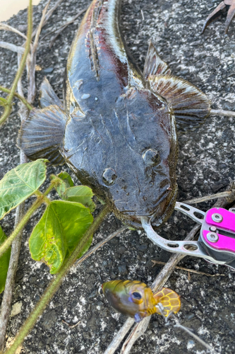 マゴチの釣果