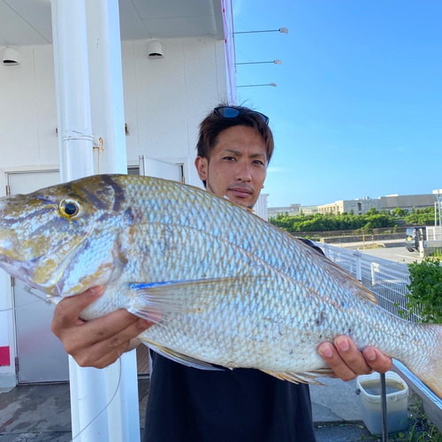 ハマフエフキの釣果