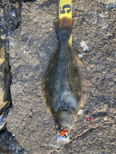 ヒラメの釣果