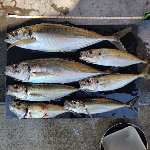 アジの釣果