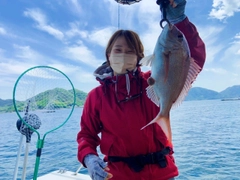 マダイの釣果