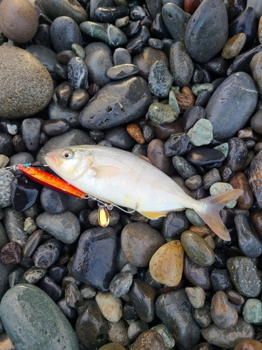 ショゴの釣果