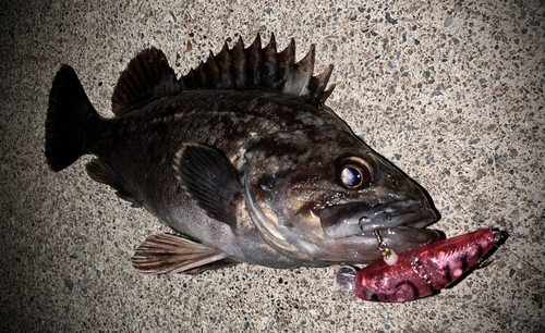 クロソイの釣果