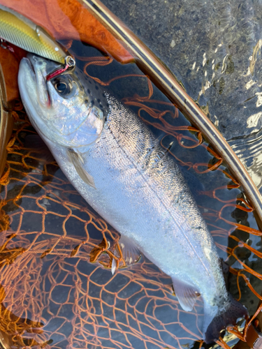 ニジマスの釣果