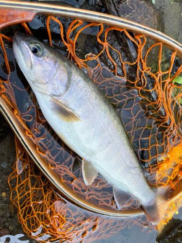 イワナの釣果