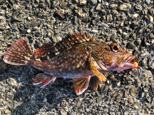 カサゴの釣果