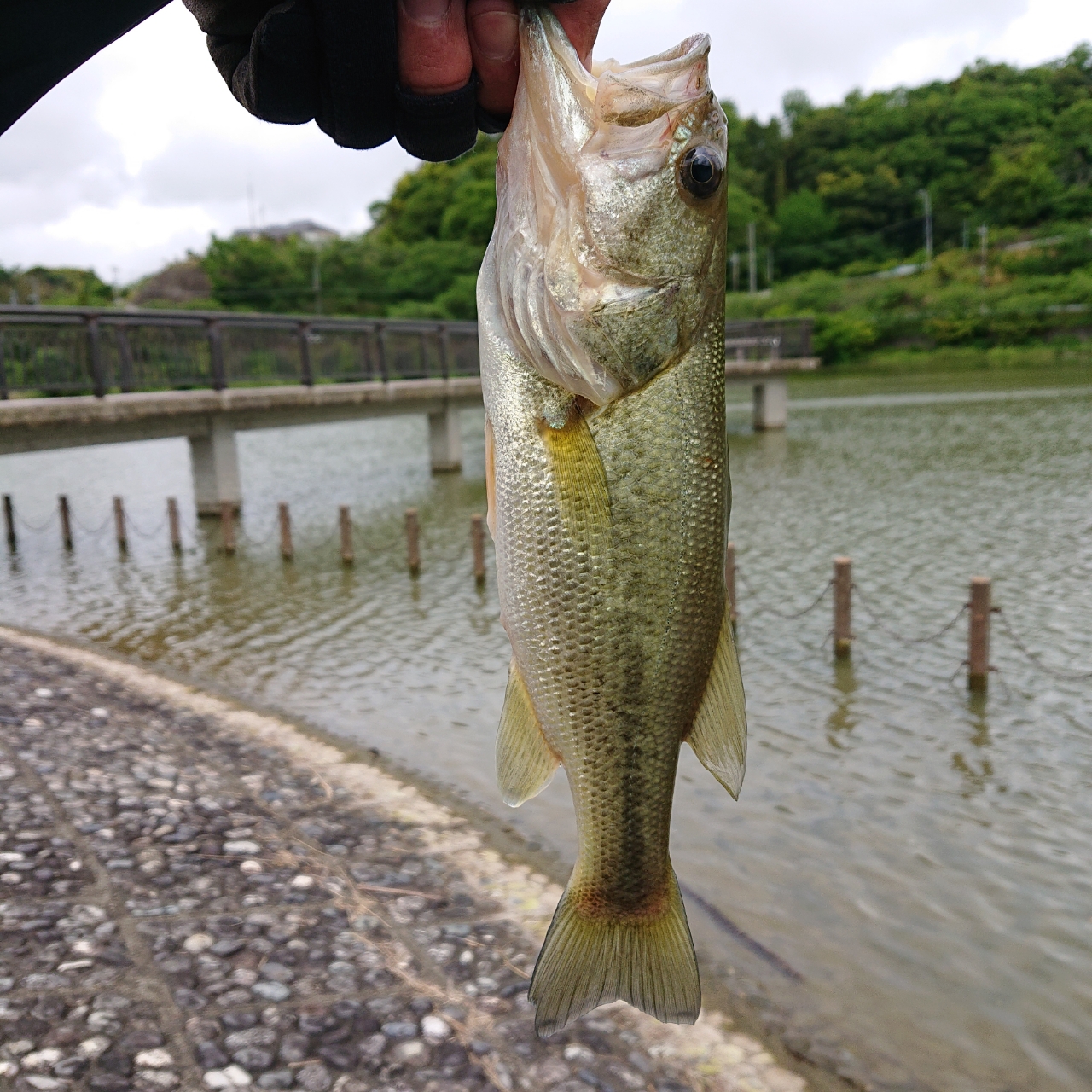 ブラックバス