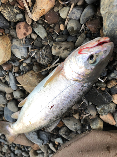 アメマスの釣果