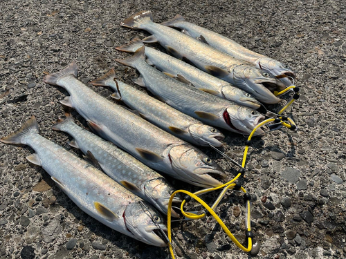 アメマスの釣果