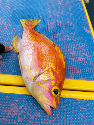 アカイサキの釣果