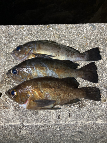 メバルの釣果