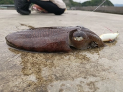 コウイカの釣果