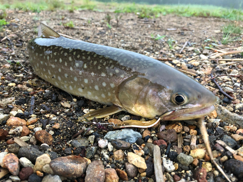 アメマスの釣果