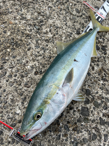 メジロの釣果