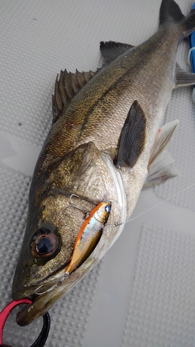 シーバスの釣果