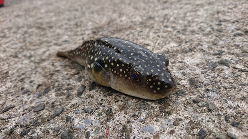 クサフグの釣果