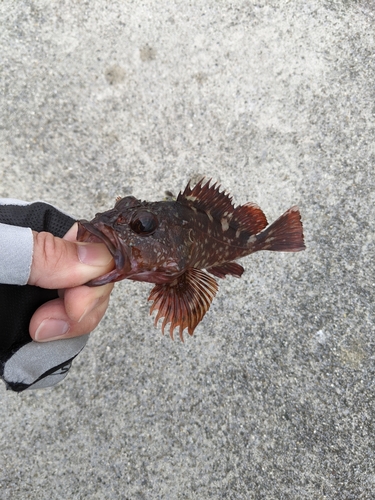 カサゴの釣果