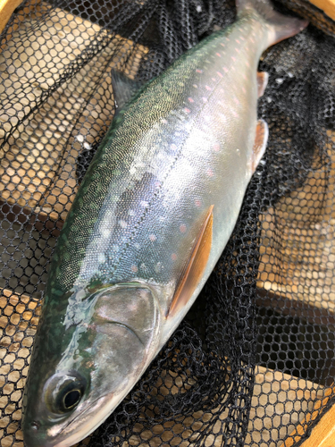 ミヤベイワナの釣果