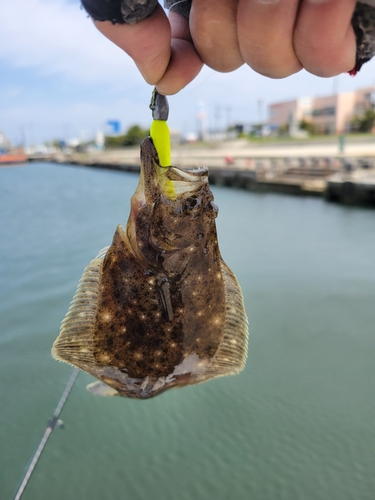 ソゲの釣果