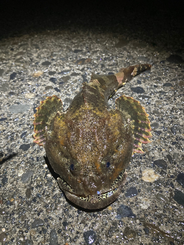 カジカの釣果