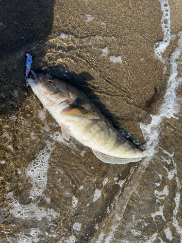 ホッケの釣果