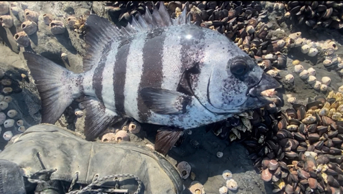 イシダイの釣果