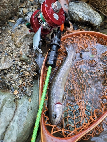 イワナの釣果