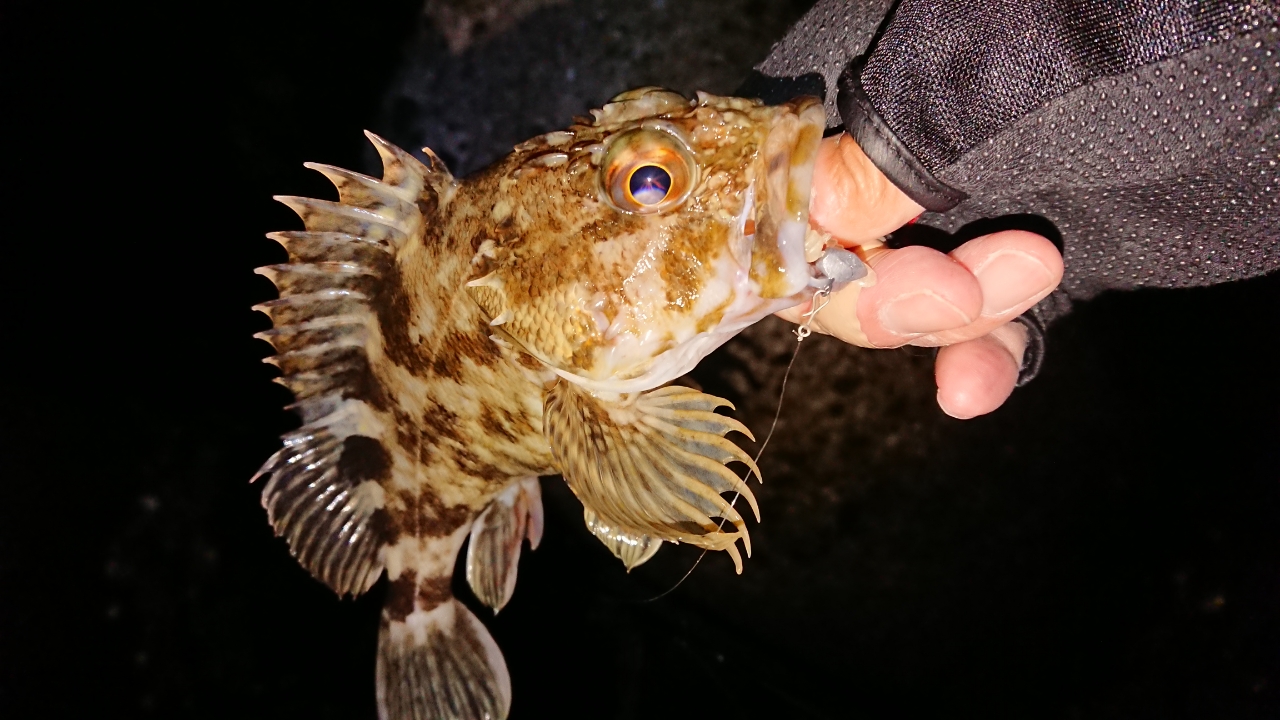 タケノコメバル