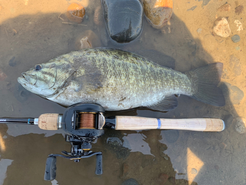 スモールマウスバスの釣果