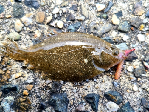 ヒラメの釣果