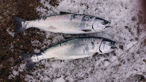 サクラマスの釣果