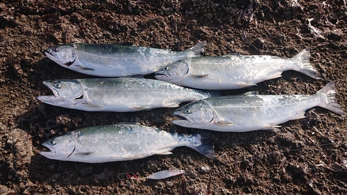 サクラマスの釣果