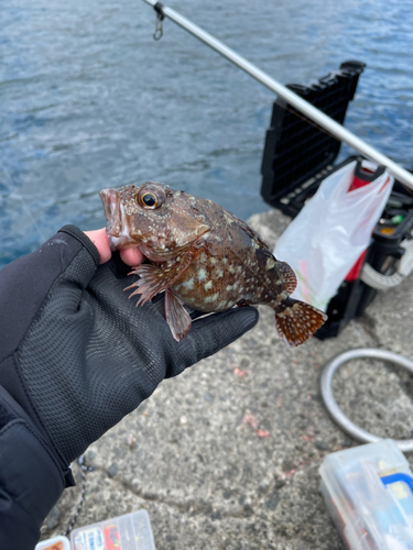 カサゴの釣果