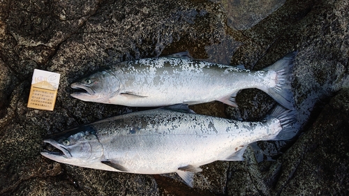 サクラマスの釣果