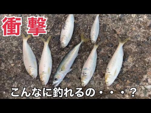 コノシロの釣果