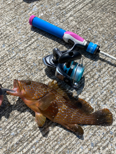 アコウの釣果