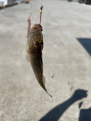 ハゼの釣果