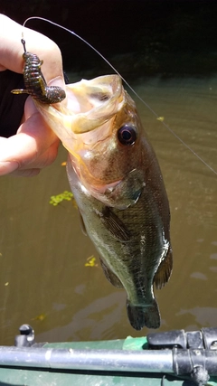 ブラックバスの釣果