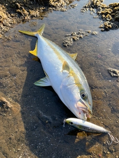 ヒラマサの釣果