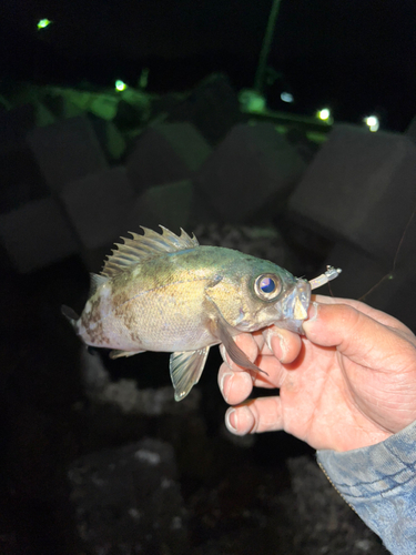 メバルの釣果