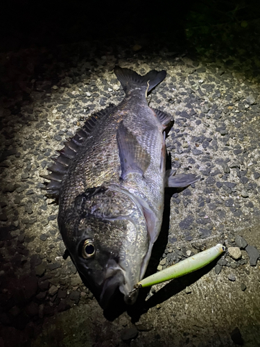 チヌの釣果