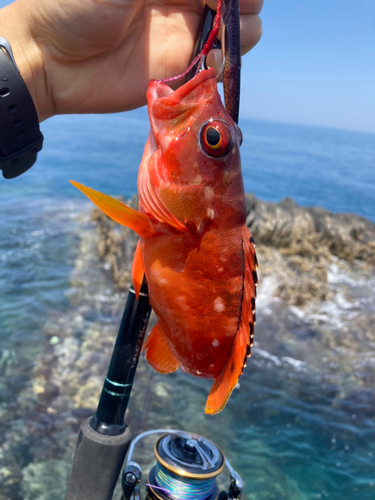 アカハタの釣果