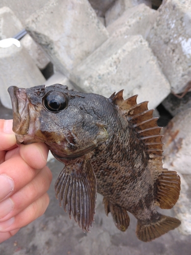 ムラソイの釣果