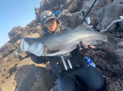 ヒラスズキの釣果