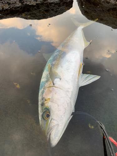 ヒラマサの釣果