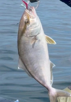 ショゴの釣果